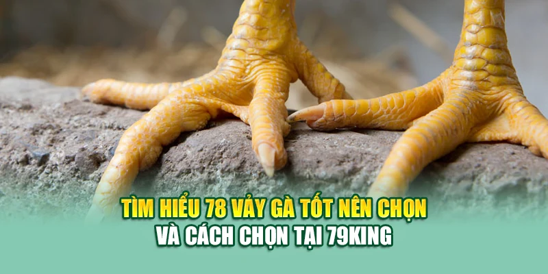 Tìm hiểu 78 vảy gà tốt nên chọi và cách chọn tại 79King